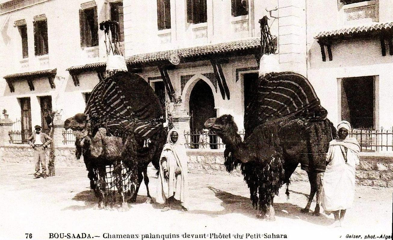 Bou-Saada - Hotel du Sahara - Chameaux Palanquins.jpg